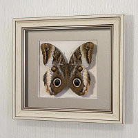 Бабочка “сова” или Калиго Атрей, арт.: 158а
