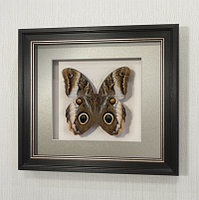 Бабочка “сова” или Калиго Атрей, арт.: 158в