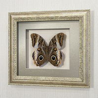 Бабочка “сова” или Калиго Атрей, арт.: 158с