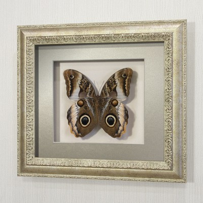 Бабочка “сова” или Калиго Атрей, арт.: 158с