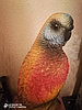 Копилка попугай