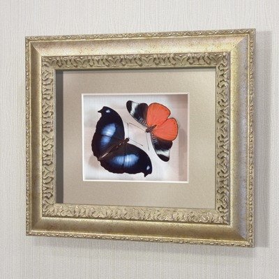 Картина бабочки Листовидка Напеоклес и оживший цветок Панацеи, арт.69-71с - фото 1 - id-p167386481