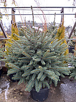 Ель колючая Глаука (Picea pungens Glauca) С35, выс: 110-120см