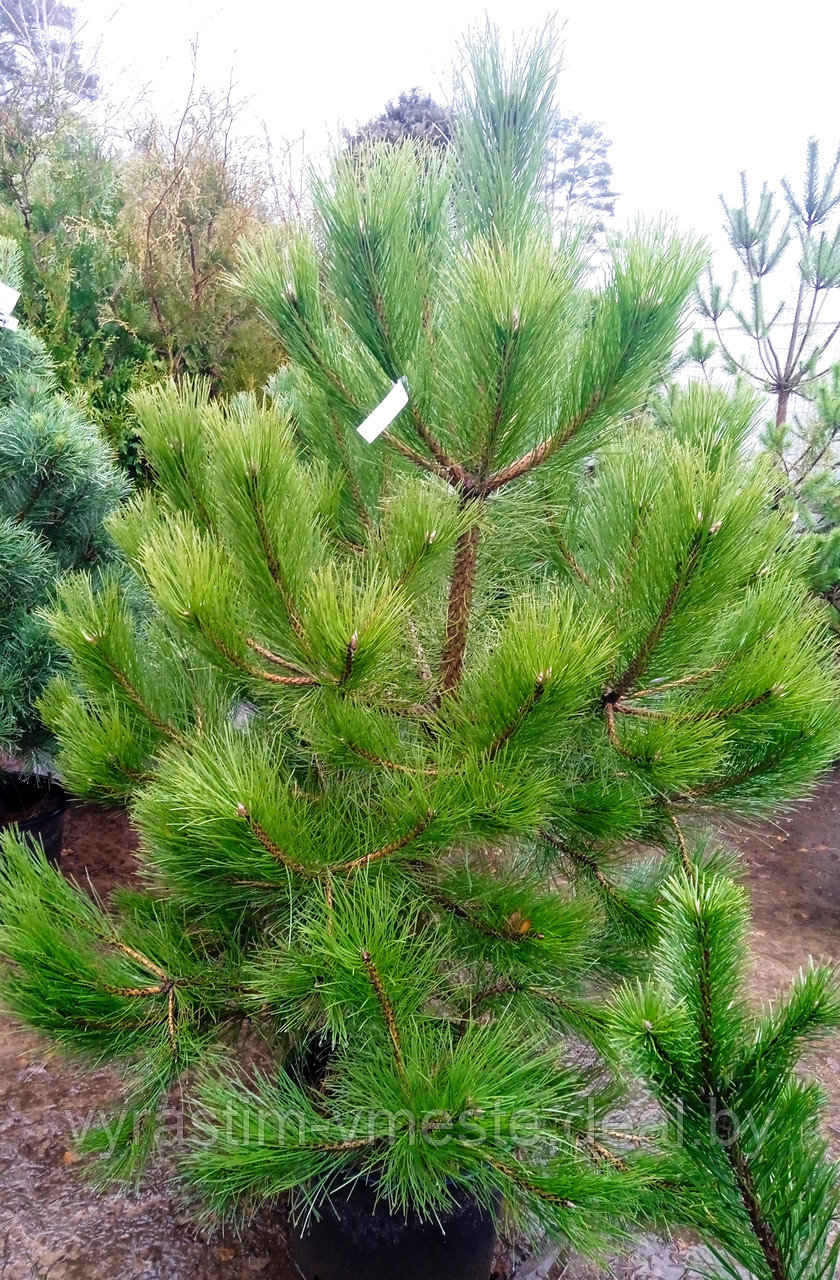 Сосна черная австрийская (Pinus nigra var. austriaca) С50 выс.150-160 см - фото 1 - id-p167438977