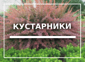 Кустарники