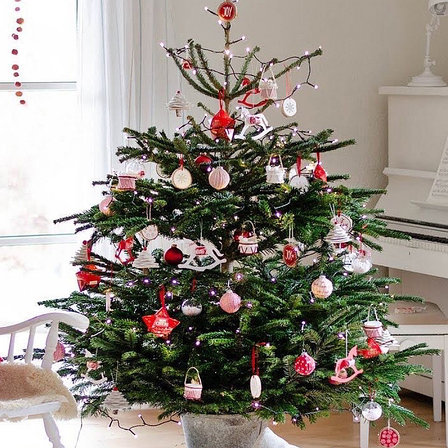 Пихта Нордмана (Датская новогодняя елка) 40-60 см живая, в горшке, фото 2