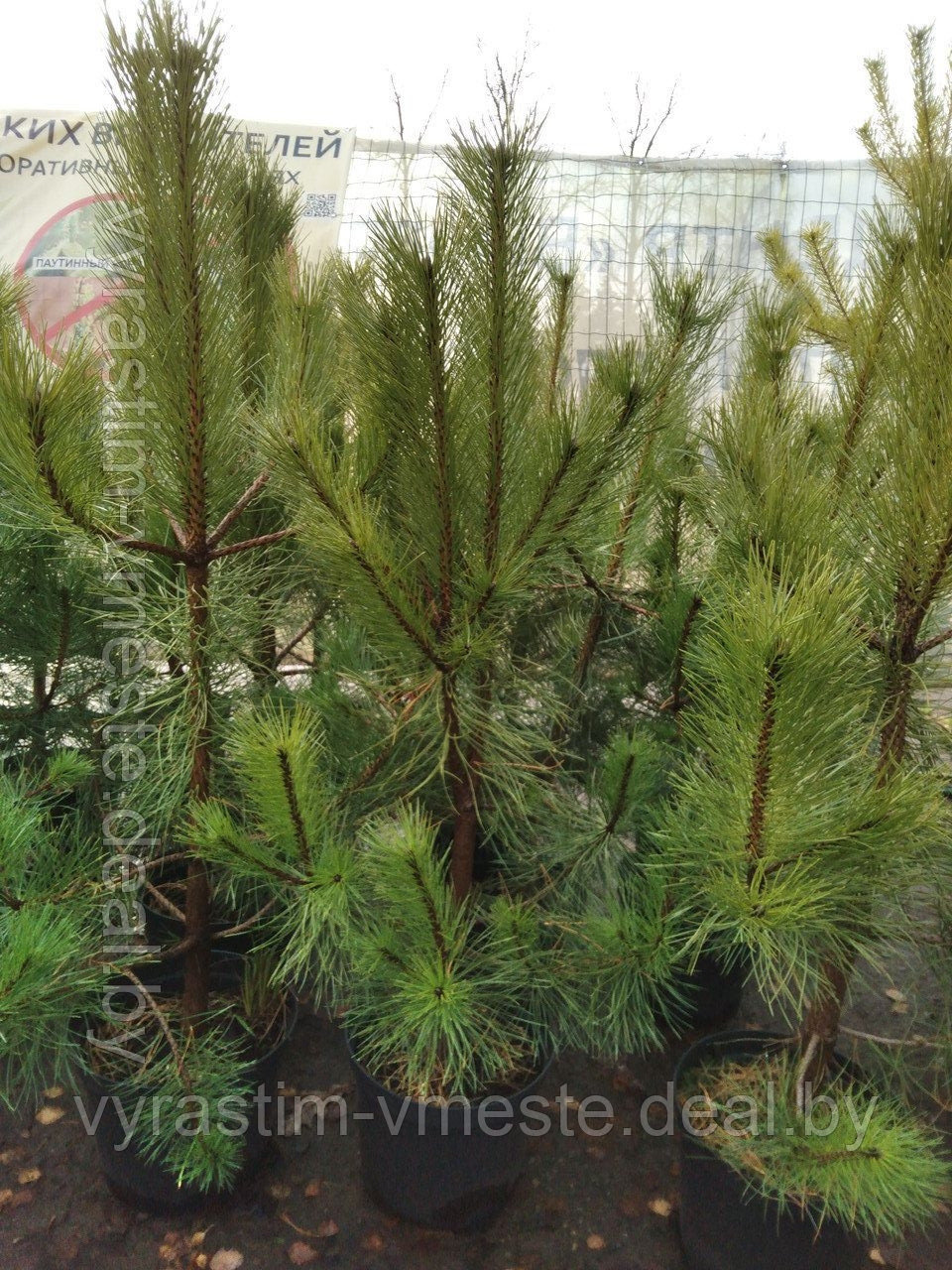 Сосна унцината /унчината крючковатая (Pinus uncinata) С20 выс.110-120см. - фото 2 - id-p167486775