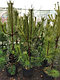 Сосна унцината /унчината крючковатая (Pinus uncinata) С20 выс.110-120см., фото 2
