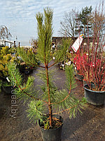 Сосна унцината /унчината крючковатая (Pinus uncinata) С20 выс.110-120см.