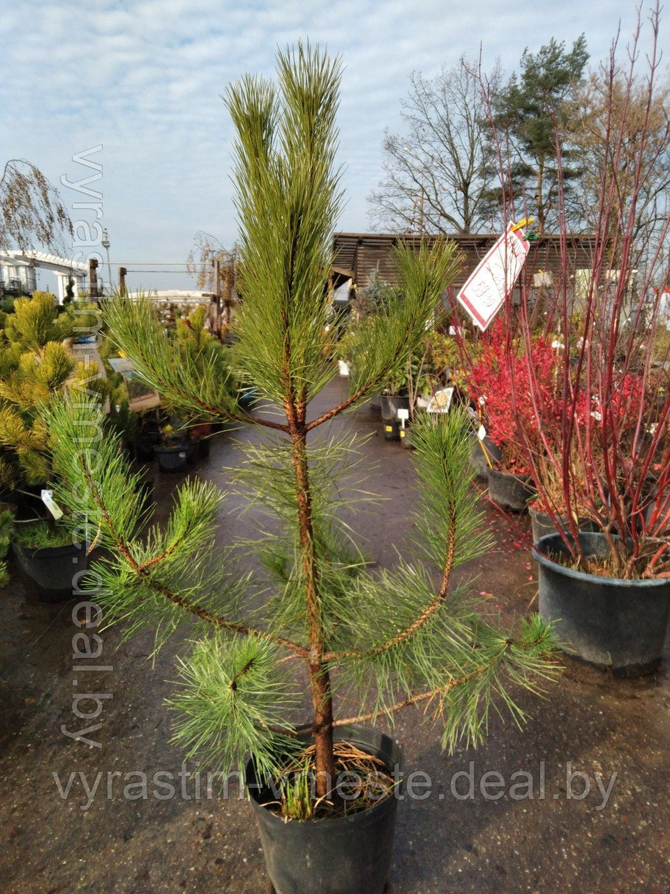 Сосна унцината /унчината крючковатая (Pinus uncinata) С20 выс.110-120см. - фото 1 - id-p167486775