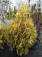 Туя западная Санкист (Thuja occidentalis Sunkist) С7,5 выс. 140-160 см