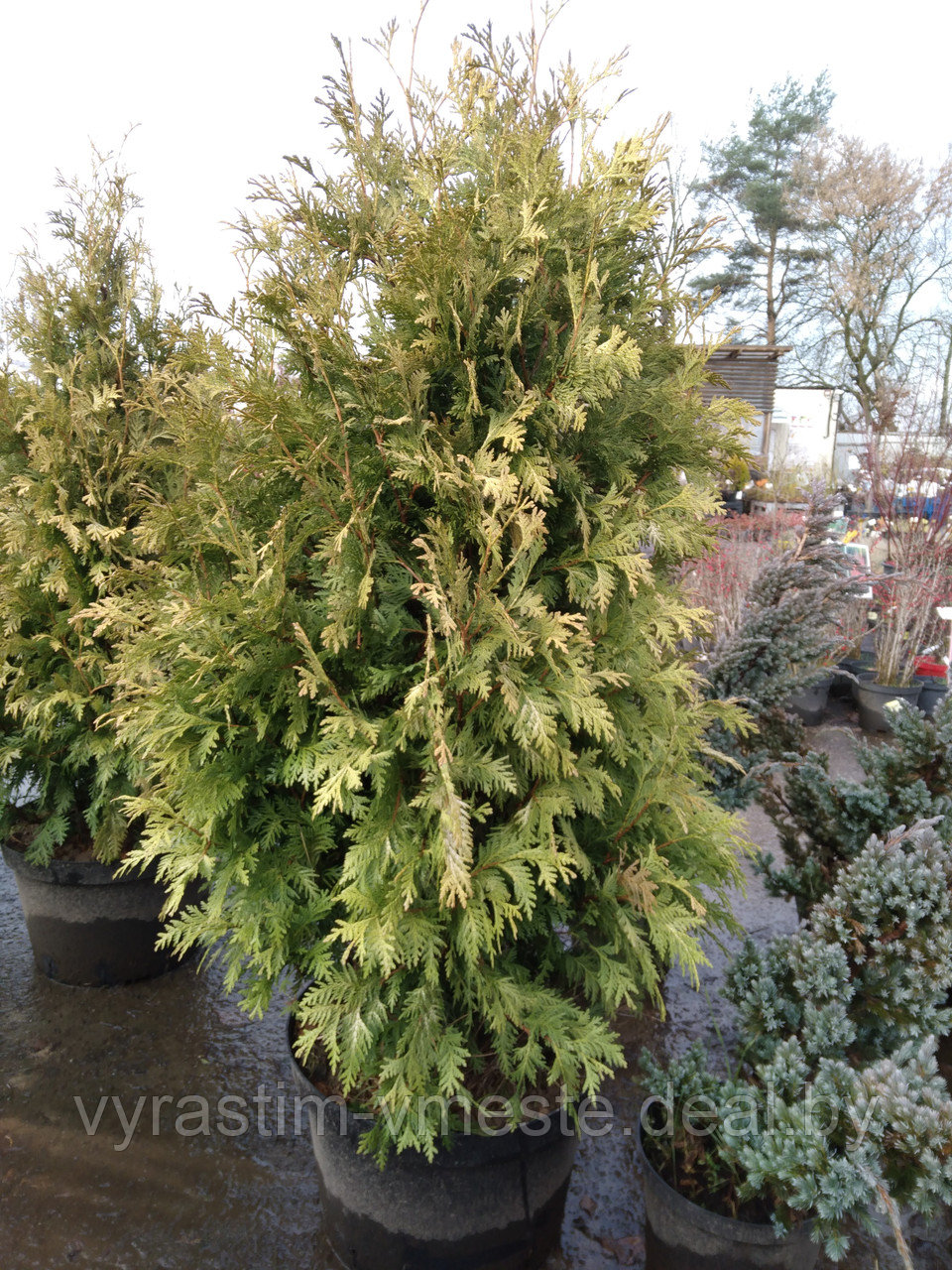 Туя западная Вареана Лютесценс (Thuja occidentalis Wareana Lutescens) С20, выс.130-140 см - фото 2 - id-p167487605