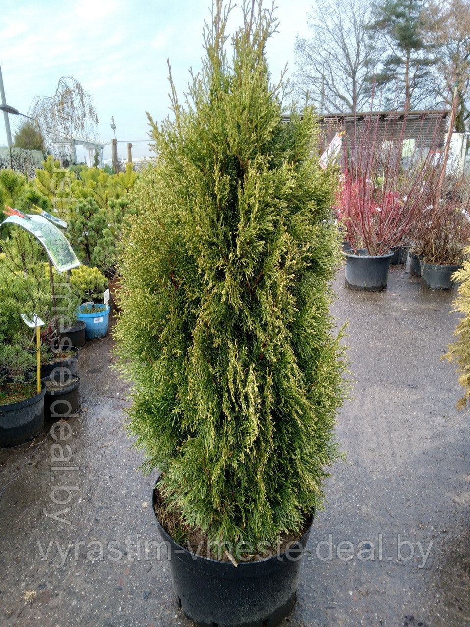 Туя западная Смарагд Витбонт (Thuja occidentalis Smaragd Witbont) С10 выс. 110-120 см