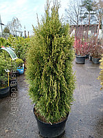 Туя западная Смарагд Витбонт (Thuja occidentalis Smaragd Witbont) С10 выс. 110-120 см