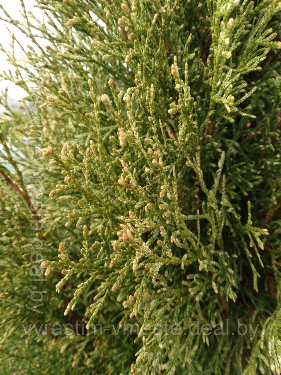 Туя западная Смарагд Витбонт (Thuja occidentalis Smaragd Witbont) С10 выс. 110-120 см - фото 2 - id-p167487888