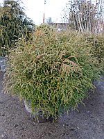 Туя западная Мистер Боулинг Болл (Thuja occidentalis Mr. Bowling Ball) С10 выс.60см