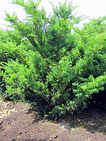 Тис средний Фармен (Taxus media Farmen) С5, 70-80 см