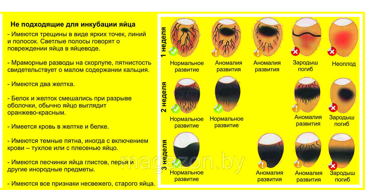 Решетка в овоскоп ОВ-6 на 11 куриных яиц, большая - фото 3 - id-p167622513