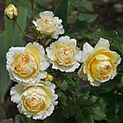 Beatrice (English Rose, Austin), фото 2