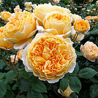 Beatrice (English Rose, Austin)