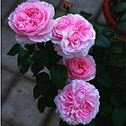 Miranda (English Rose, Austin), фото 3