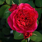 Darcey (English Rose, Austin), фото 2