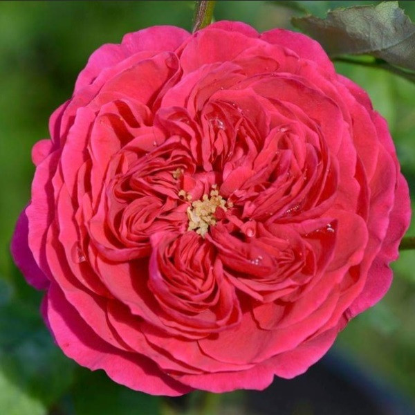 Darcey (English Rose, Austin)