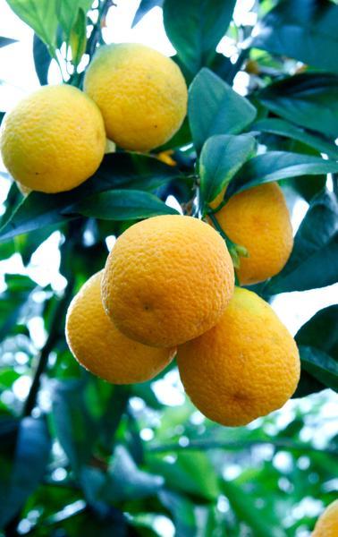 Лемандарин \ оранжевый Лайм д15 с плодами - фото 1 - id-p167666641