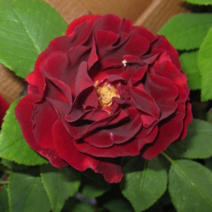 Роза чайно-гибридная Black Prince (Черный принц) - фото 2 - id-p167667188