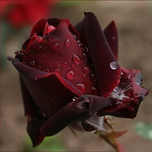 Роза чайно-гибридная Black Prince (Черный принц)