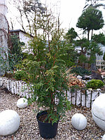 Туя западная Брабант (Thuja occidentalis ‘Brabant’)С10  выс.100-120 см см