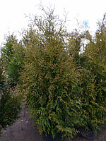 Туя западная Брабант (Thuja occidentalis Brabant ) С35 выс. 160-190см