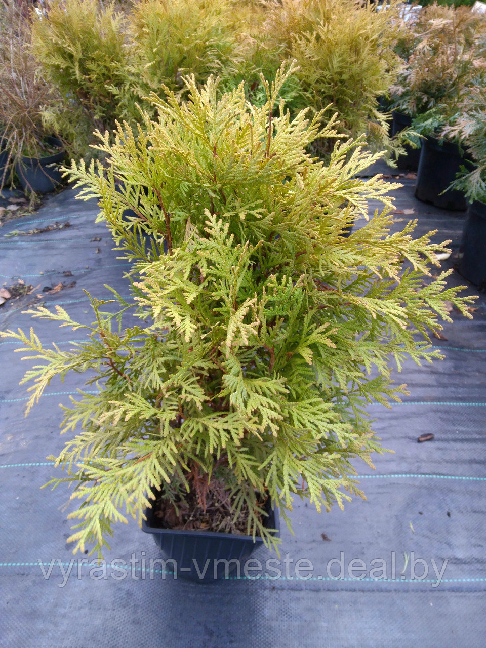 Туя западная Голден Глоб (Thuja occidentalis ‘Golden Globe’) С3 выс.40-50см