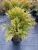 Туя западная Голден Глоб (Thuja occidentalis ‘Golden Globe’) С3 выс.40-50см