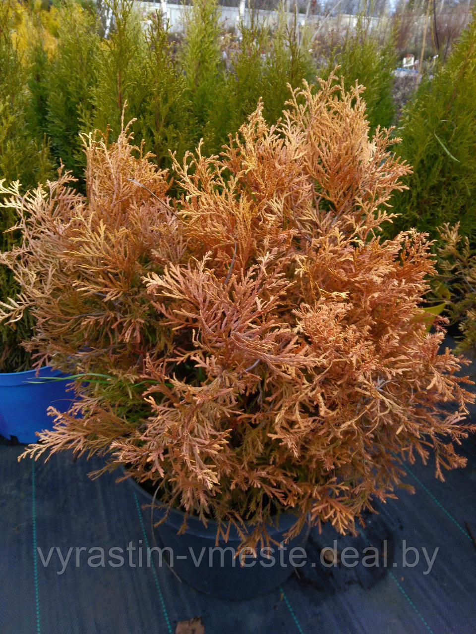 Туя западная Реинголд 40 см (Thuja occidentalis ‘Rheingold’)