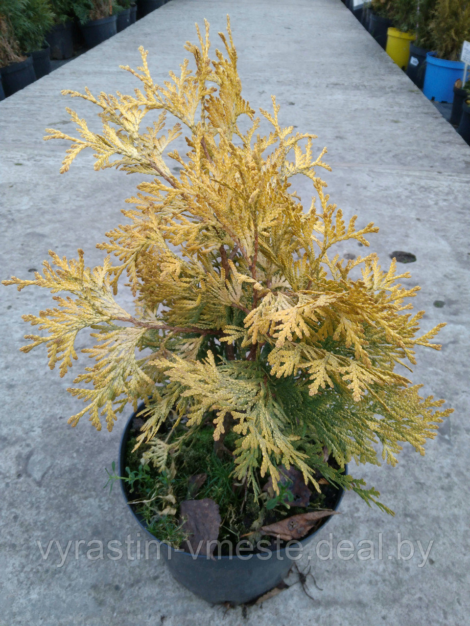 Туя западная Санкист (Thuja occidentalis Sunkist) C3, РП