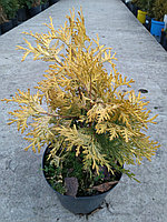 Туя западная Санкист (Thuja occidentalis Sunkist) C3, РП