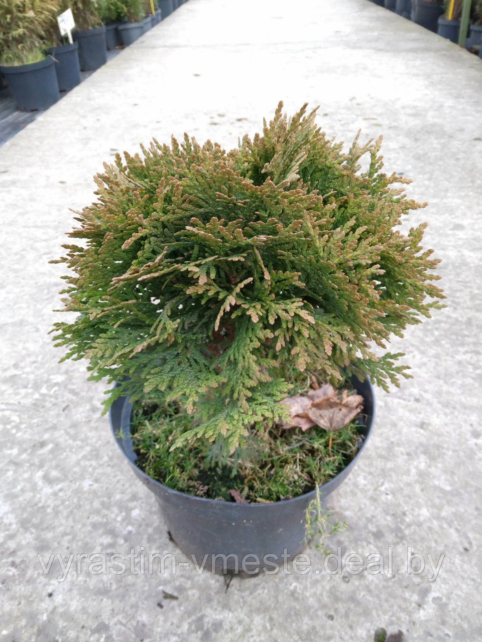 Туя западная Даника (Thuja occidentalis Danica) 20см