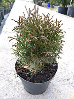 Туя западная Хосери / Хозери (Thuja occidentalis Hoseri) С2 выс.15-20 см