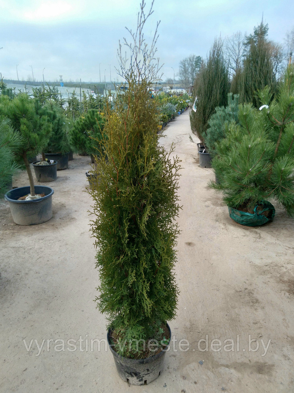 Туя западная Колумна (Thuja occidentalis ‘Columna’)  140-160см