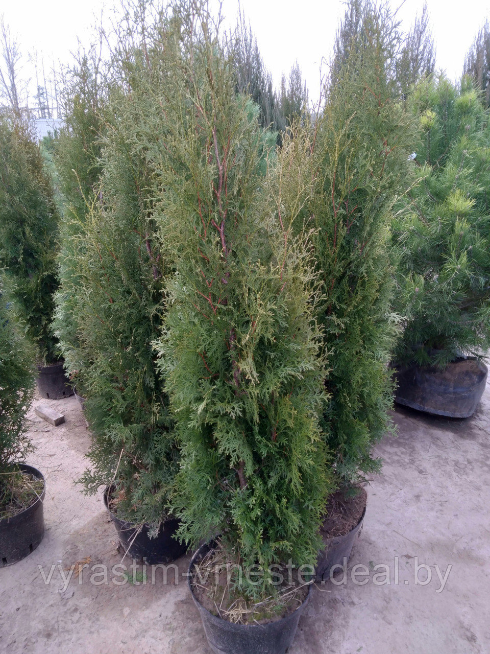 Туя западная Колумна (Thuja occidentalis Columna ) 140-160см - фото 2 - id-p4238336