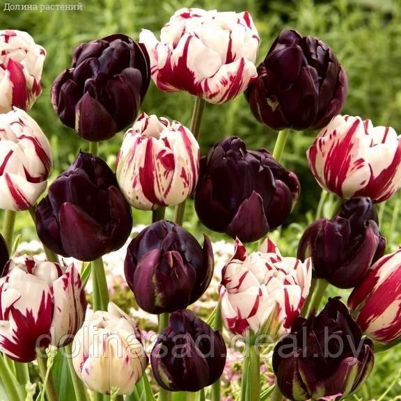 Holland Bulbs Набор 20 тюльпанов махровых! - фото 1 - id-p130361750
