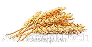 Пшеница, 0,5кг.