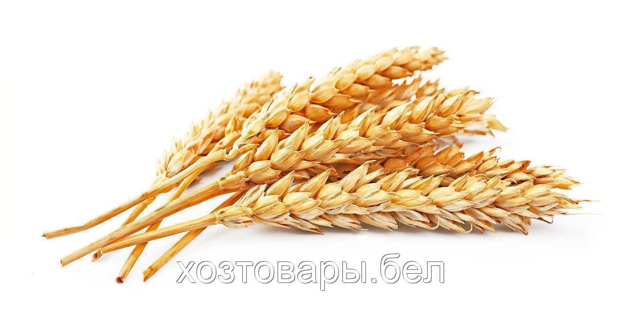 Пшеница озимая 0,5кг. - фото 5 - id-p123536566