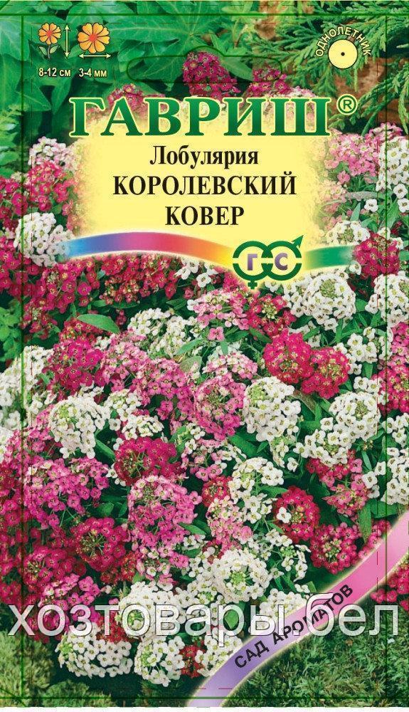 Лобулярия Королевский ковер 0,1г Одн 12см (Гавриш) Сад ароматов