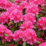 Рододендрон "Пирс Американ Бьюти" (Pearce's American Beauty), С2, фото 2