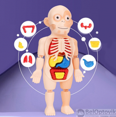 Детский 3D пазл Human Body Модель анатомия человеческого тела/Строение тела / конструктор органы 3