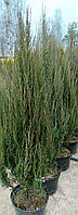 Можжевельник скальный Блю Ароу (БлуЭрроу) С35, 170-190 см