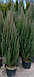 Можжевельник скальный  Блю Эрроу(Juniperus  scopulorum  'Blue  Arrow’) С3 В. 100-110 см, фото 3