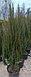 Можжевельник скальный Блю Эрроу (Juniperus  scopulorum  'Blue  Arrow’) С35 В.210-260 см, фото 2